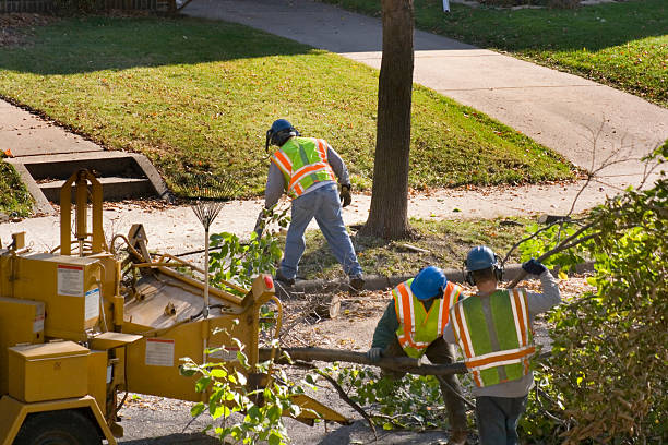 Best Tree Trimming and Pruning  in Redington Beach, FL